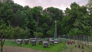 Proiect de lege: Apicultorii vor putea primi 12 euro pentru fiecare familie de albine