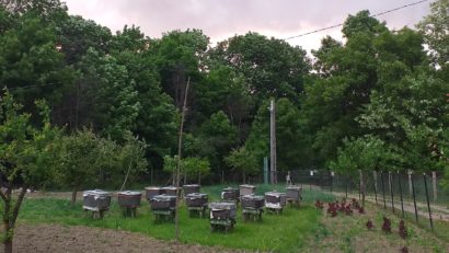 Proiect de lege: Apicultorii vor putea primi 12 euro pentru fiecare familie de albine