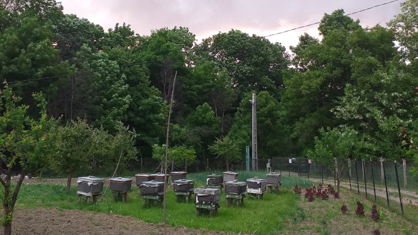 Proiect de lege: Apicultorii vor putea primi 12 euro pentru fiecare familie de albine