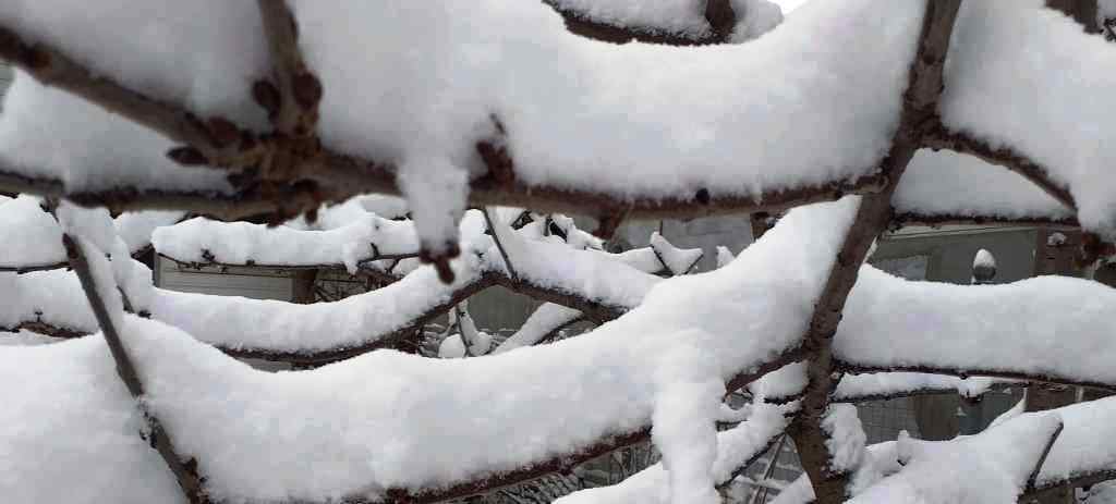 METEO: COD GALBEN de ninsori și vânt puternic în județele Suceava și Neamț