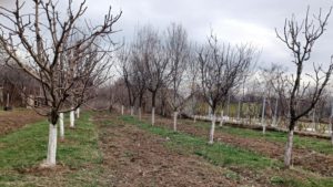 Pomicultorii, ale căror culturi au fost afectate de îngheţul din primăvara anului trecut, vor primi ajutoare de urgenţă