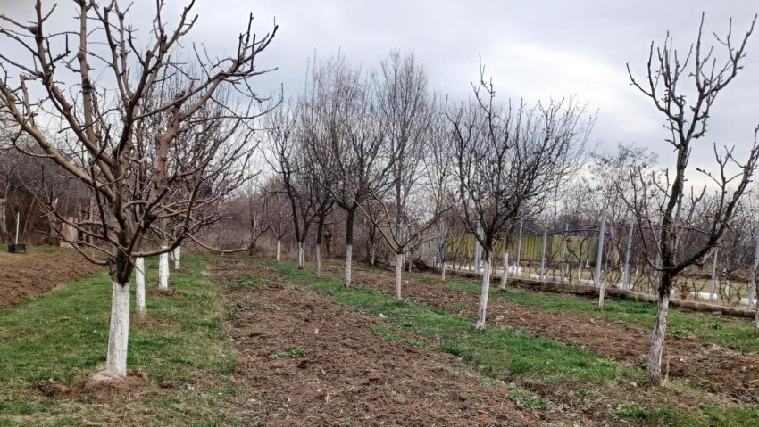 Pomicultorii, ale căror culturi au fost afectate de îngheţul din primăvara anului trecut, vor primi ajutoare de urgenţă