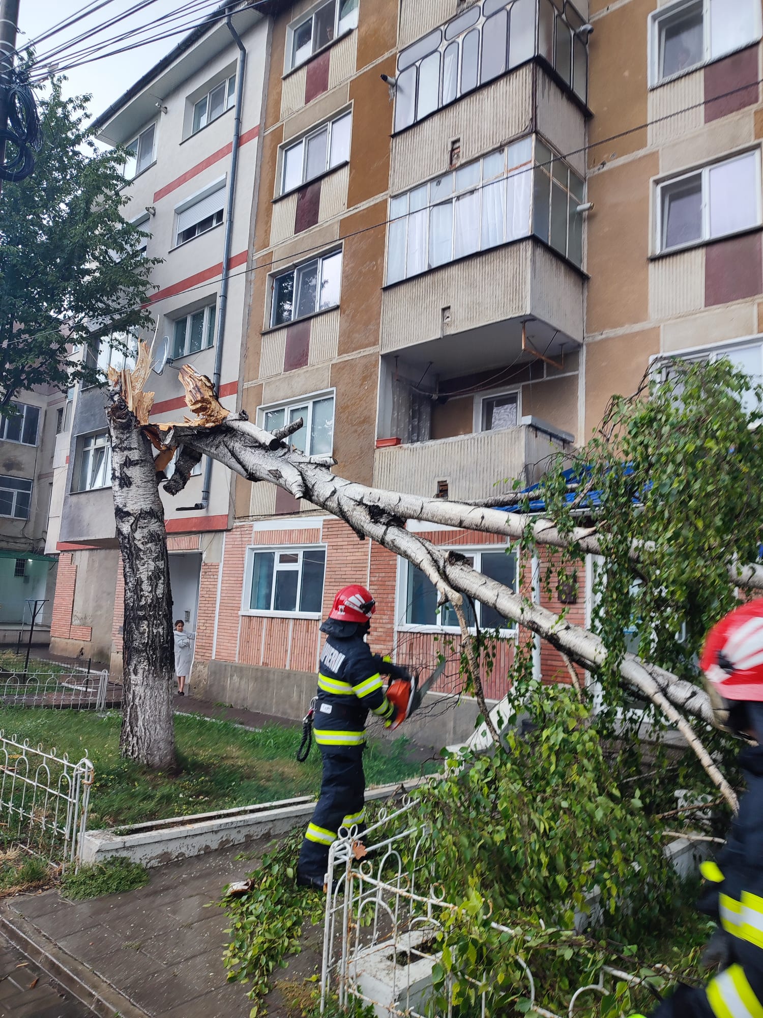 (FOTO) Copaci doborâți de vânt în județul Botoșani