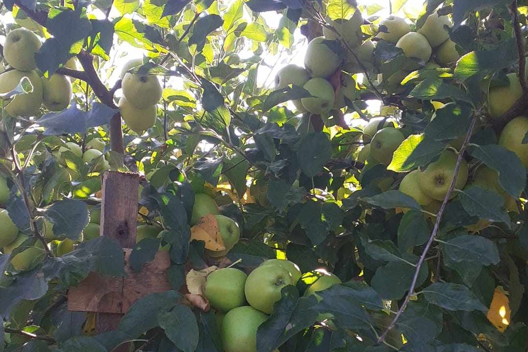 (AUDIO) APIA primește cereri pentru sprijinul acordat pomicultorilor afectați de îngheț