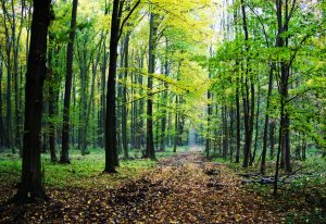 Bacău: Pompierii au reuşit să stingă incendiul forestier de la Dofteana, după şapte zile de intervenţie continuă