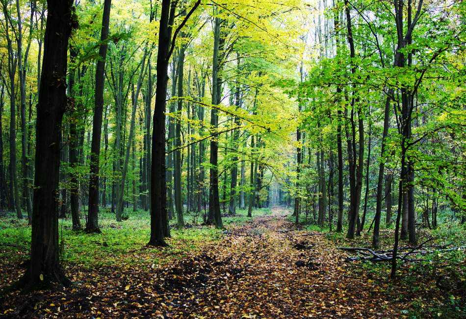 Bacău: Pompierii au reuşit să stingă incendiul forestier de la Dofteana, după şapte zile de intervenţie continuă