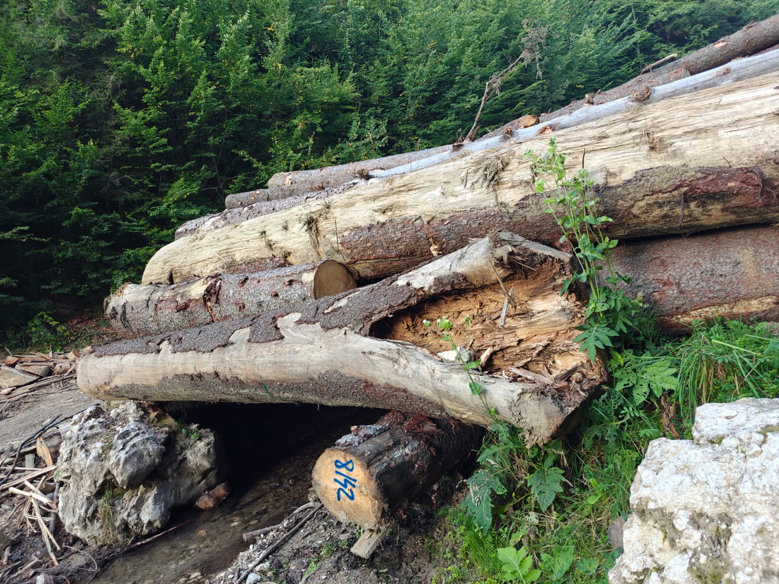Suceava: Percheziţii ale poliţiştilor la un ocol silvic şi la locuinţa şefului de ocol