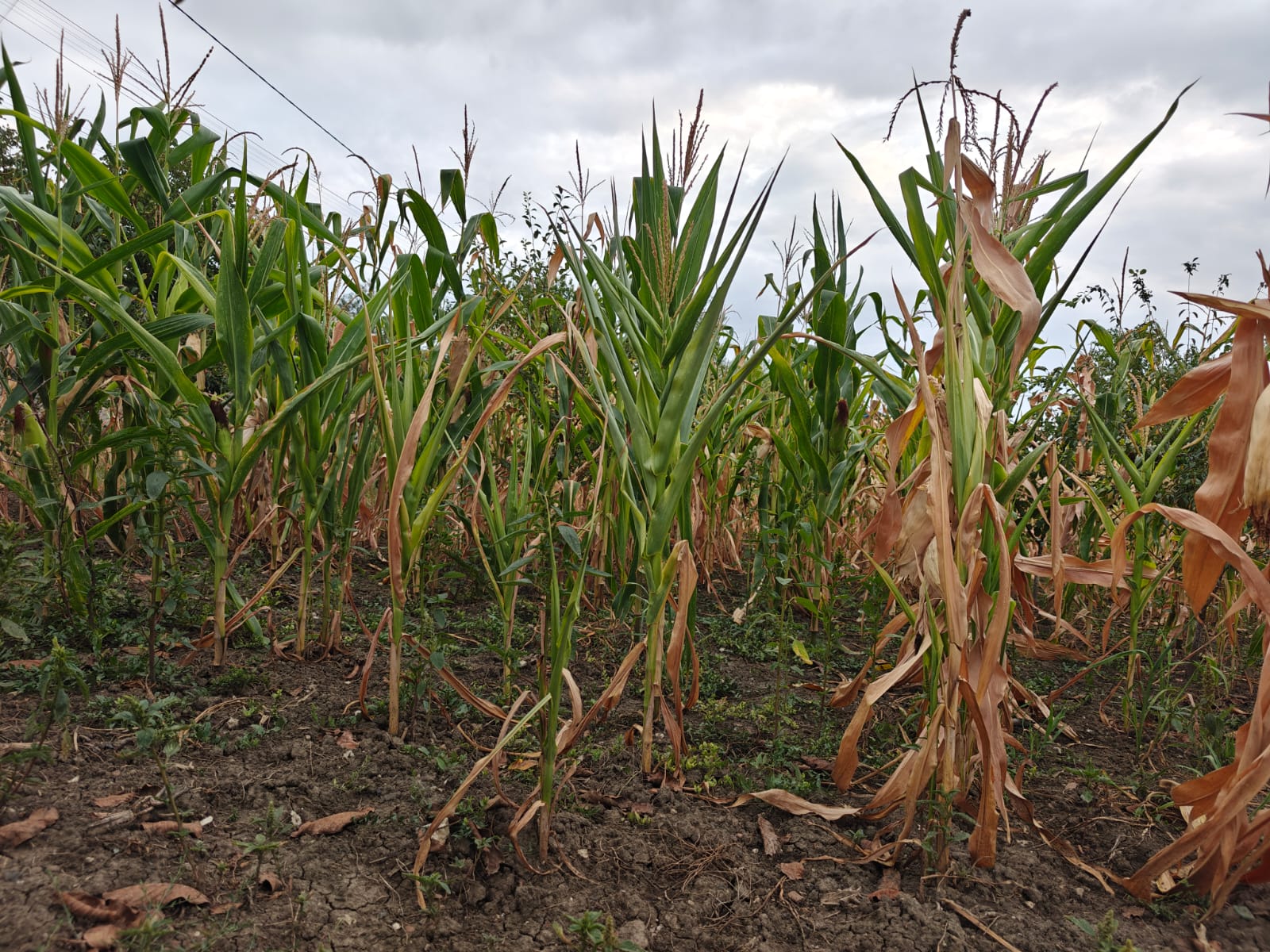 Fermierii din Vrancea cer autorităţilor extinderea sistemului de irigaţii din regiune