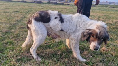 (AUDIO) Autoritățile din județul Vaslui cer măsuri urgente pentru gestionarea câinilor fără stăpân și prevenirea rabiei