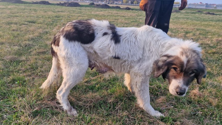 (AUDIO) Autoritățile din județul Vaslui cer măsuri urgente pentru gestionarea câinilor fără stăpân și prevenirea rabiei