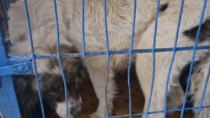 Vrancea: Dosar penal pentru schingiuirea animalelor la adăpostul privat din Suraia; activitatea – suspendată