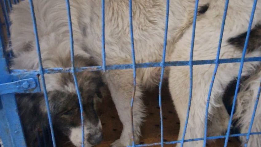 Vrancea: Dosar penal pentru schingiuirea animalelor la adăpostul privat din Suraia; activitatea – suspendată