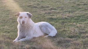 Suceava: Bărbat reţinut după ce a împuşcat un câine fără stăpân