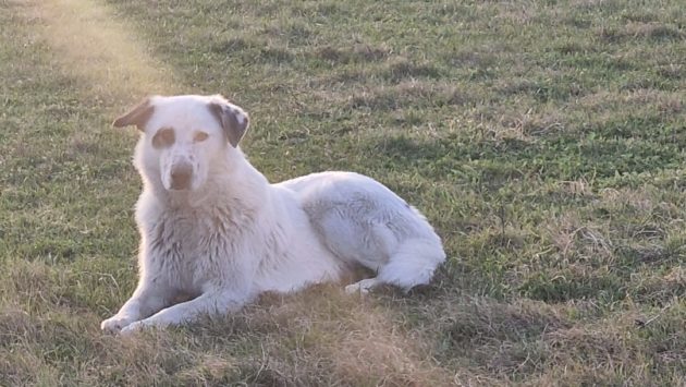 (AUDIO) Caz de rabie confirmat la Iași. Zonă de supraveghere instituită în mai multe cartiere