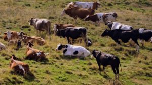 Atenţionare de călătorie: Restricţii în contextul confirmării pe teritoriul Ungariei a unui focar de febră aftoasă