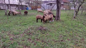 Vaccinarea împotriva variolei ovine și pestei micilor rumegătoare, obligatorie în județul Vaslui