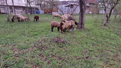 Vaccinarea împotriva variolei ovine și pestei micilor rumegătoare, obligatorie în județul Vaslui