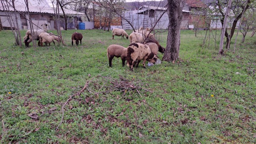 Vaccinarea împotriva variolei ovine și pestei micilor rumegătoare, obligatorie în județul Vaslui