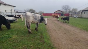 APIA începe campania de plăţi în avans din subvenţiile pe hectar şi pe cap de animal aferente anului de cerere 2025