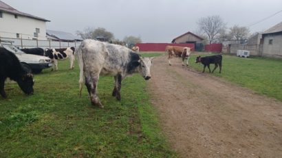 APIA începe campania de plăţi în avans din subvenţiile pe hectar şi pe cap de animal aferente anului de cerere 2025