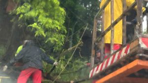 (FOTO) Trafic îngreunat în zona centrală a mun. Iași din cauza arborilor căzuți pe carosabil