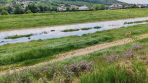 INHGA:Cod portocaliu de inundaţii pe râuri din judeţele Bistriţa-Năsăud, Suceava, Harghita şi Neamţ, până luni dimineaţa