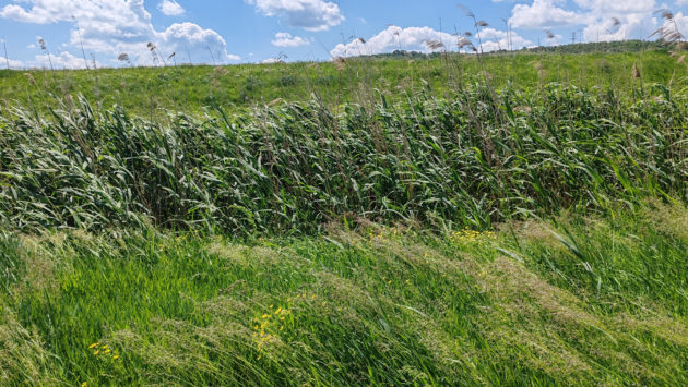 Cod portocaliu de vânt puternic în Botoșani, Iași și zona montană a Sucevei