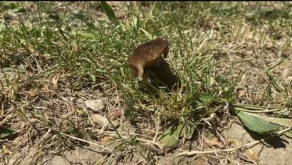 Un bărbat din județul Iași a murit, iar soția și mama acestuia sunt internate în stare gravă, după ce toți trei au consumat ciuperci
