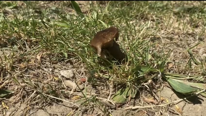 Un bărbat din județul Iași a murit, iar soția și mama acestuia sunt internate în stare gravă, după ce toți trei au consumat ciuperci Un bărbat din județul Iași a murit, iar soția și mama acestuia sunt internate în stare gravă, după ce toți trei au consumat ciuperci