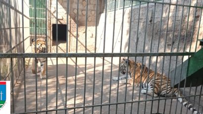 Suceava: Activitatea de vizitare a Grădinii Zoologice improvizată din Zăhăreşti a fost sistată
