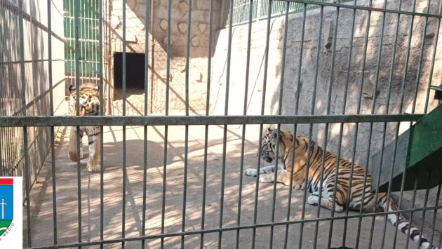 Suceava: Activitatea de vizitare a Grădinii Zoologice improvizată din Zăhăreşti a fost sistată