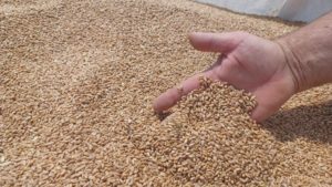Fermierii români au obţinut o producţie-record de cereale de aproape 17 milioane de tone