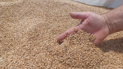 Fermierii români au obţinut o producţie-record de cereale de aproape 17 milioane de tone