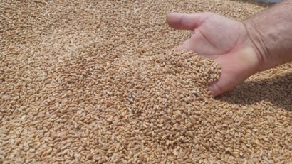  Fermierii români sunt nemulţumiţi că preţul grâului scade