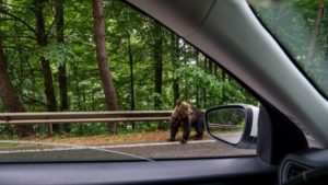 Vrancea: Urşii au intrat în mai multe pensiuni din zona Lepşa, în căutare de hrană