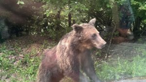 Cota de intervenţie preventivă pentru ursul brun