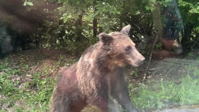 Cota de intervenţie preventivă pentru ursul brun