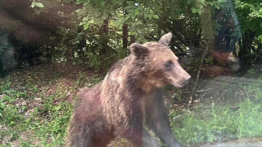 Cota de intervenţie preventivă pentru ursul brun