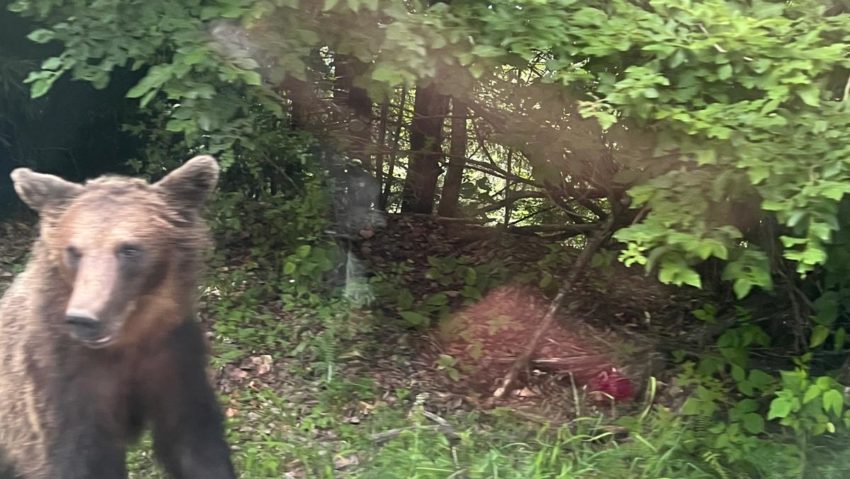 Neamţ: Patru mesaje RO-ALERT privind prezenţa unor urşi în comunităţi, emise weekend-ul trecut Neamţ: Patru mesaje RO-ALERT privind prezenţa unor urşi în comunităţi, emise weekend-ul trecut
