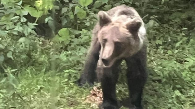 (AUDIO) Alertă în județul Neamț – un nou posibil atac de urs, un om și-a pierdut viața