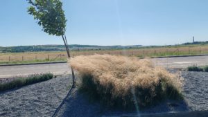 Cod galben de intensificări ale vântului în localități din județul Bacău