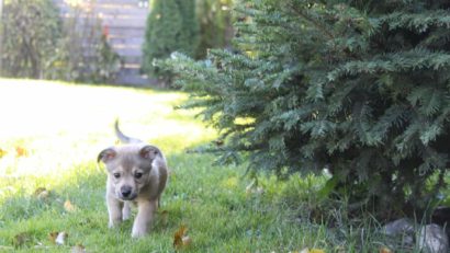 „Casa lui Patrocle”, adăpost pentru animalele din Suceava. Bună Dimineața cu Adina Șuhan