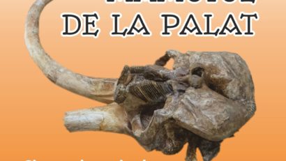 MAMUTUL DE LA PALAT – Singurul craniu de Mammuthus trogontherii din România