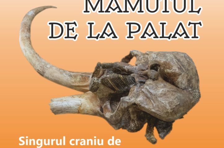 Palatul Culturii Iași: MAMUTUL DE LA PALAT – Singurul craniu de Mammuthus trogontherii din România