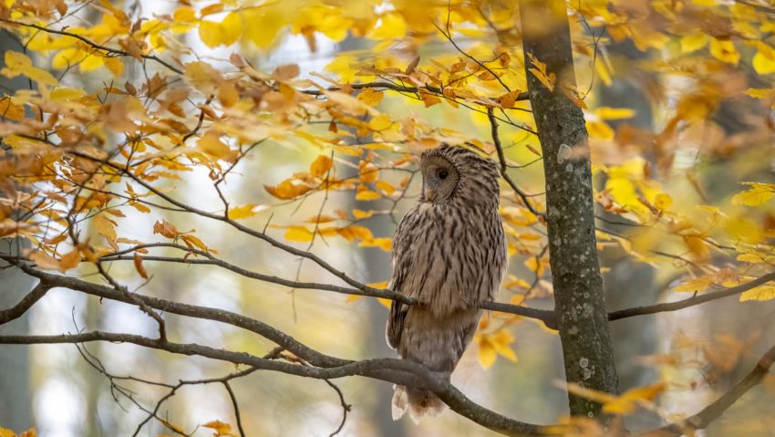 Codrii Iașilor și pasiunea pentru fotografia în natură. Fotograful Emil Ionescu cu ”Mihai Diac (lider ”Codrii Iașilor”) la ”Pulsul Zilei” – 24.11.2025.