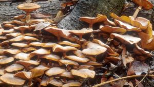 Importanța ciupercilor pentru natură. Mihai Diac, liderul Asociației ”Codrii Iașilor”, la ”Pulsul Zilei” – 08.12.2025.