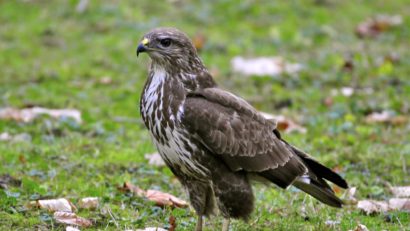 Conservarea biodiversității – șorecarul comun. Biologul Benone Chindriș cu Mihai Diac, liderul Asociației ”Codrii Iașilor”, la ”Pulsul Zilei” – 22.12.2025.