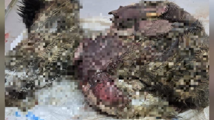 Șase percheziții la suspecți de braconaj, în trei comune din județul Botoșani