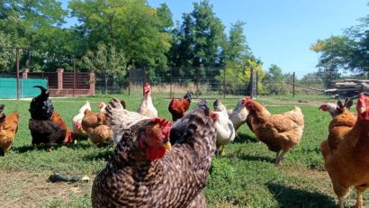 (AUDIO) Focar de Salmonella la o fermă din Galați: intervenție rapidă a autorităților