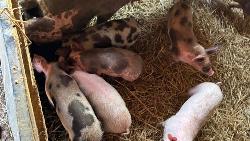 Neamț: Focar de pestă porcină africană confirmat la o exploatație comercială din comuna Horia